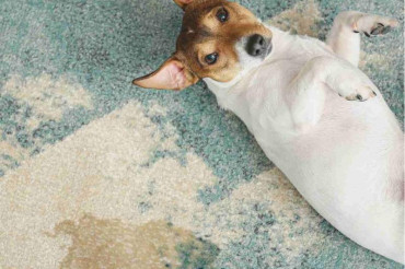 How To Remove Dog Smell From Carpet? 6 Useful Methods For You
